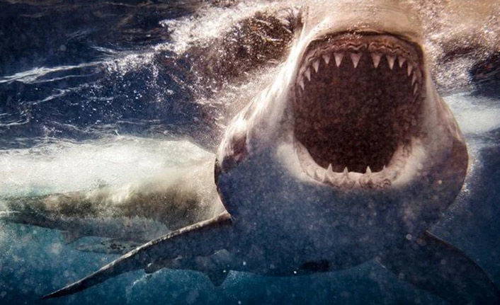 Köpek balığı saldırısı can aldı!