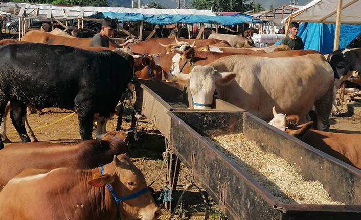 Trabzon Kurban Pazarı'nda son durum! "Vatandaş fiyatları sorup gidiyor"