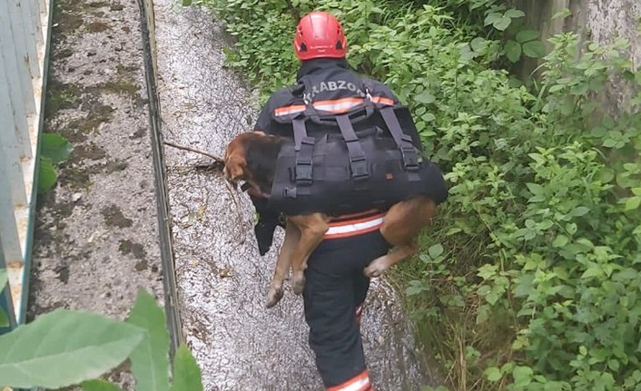Trabzon itfaiyesi yaralı köpeği kurtardı