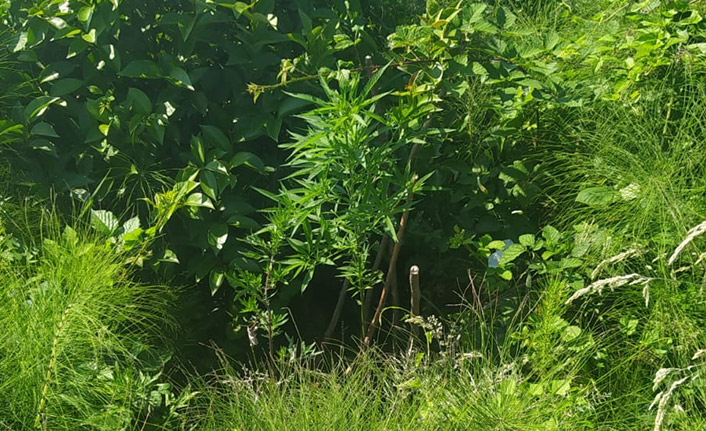 Trabzon’da yaşlı adamın bahçesinden uyuşturucu çıktı!