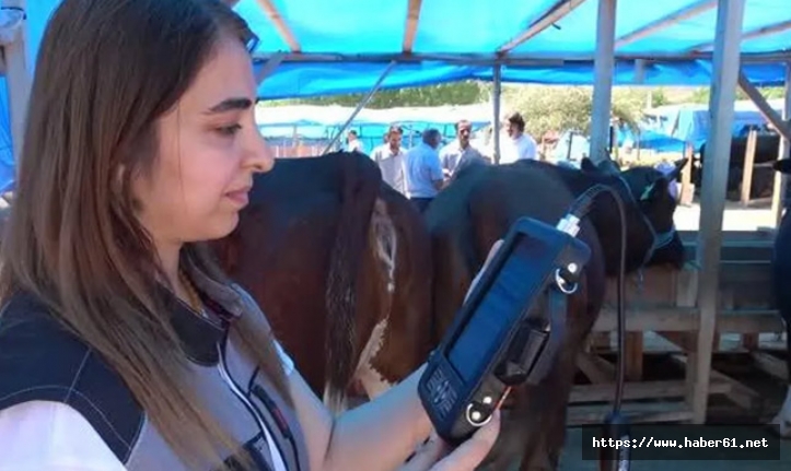 Kurban pazarında hayvanların gebe olup olmadığı kontrol ediliyor