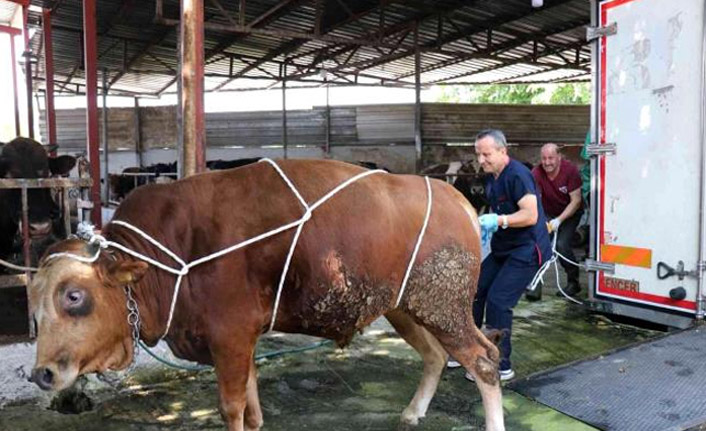 Kurban kesecekler dikkat! Bu teknikle kurbanı saniyeler içinde devirebilirsiniz