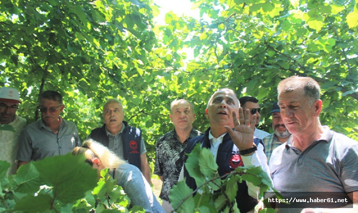 Samsun’da 2022 fındık rekoltesi için çotanak sayımı başladı