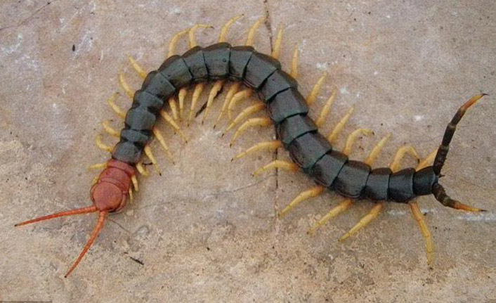 Havaların ısınmasıyla birlikte ortaya çıkan zehirli çıyanlara dikkat! Yatağa düşürüyor