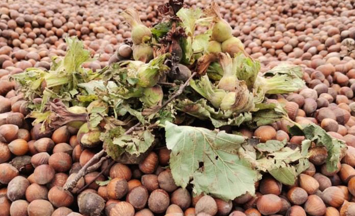 Türkiye'de fındık ihracatının %34'ü Trabzon'dan