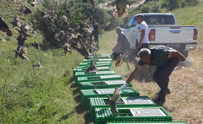 Yüzlerce kınalı keklik doğaya salındı