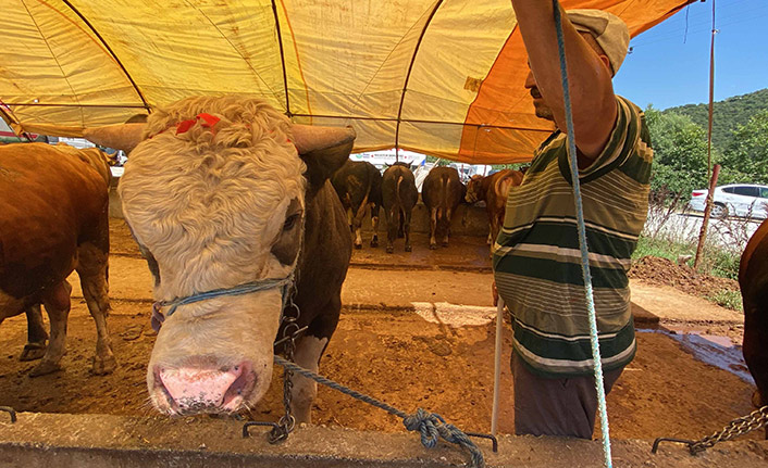 1 tonluk boğanın satıldığı fiyat dudak uçuklattı! İşte o rakam