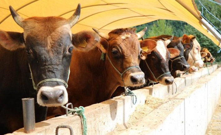 Satılmayan kurbanlıkları Et ve Süt Kurumu satın alacak