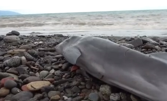 Trabzon'da yunusu kurtarmak için seferber oldular