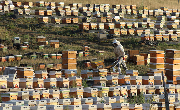Yaylaların çiçeklerle kaplandığını gören arıcılar bal sezonuna hazırlanıyor
