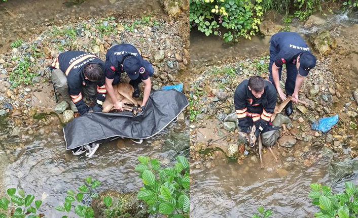Trabzon’da dereye düşen Karaca için ekipler seferber oldu
