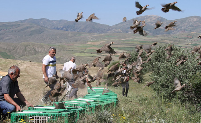 Bayburt’ta Bin Kınalı Keklik Doğaya Bırakıldı