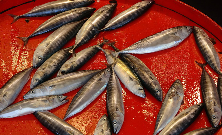 Çingene palamudu şimdiden tezgahlarda yerini aldı