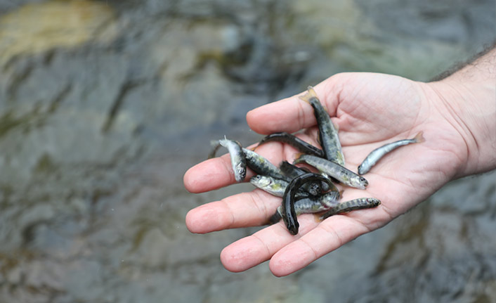 Derelere kırmızı benekli alabalık takviyesi