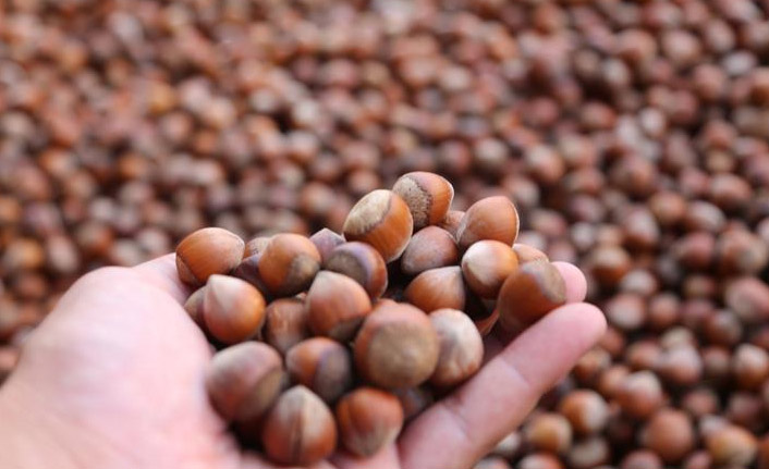 Bakanlık Fındık rekolte tahminini açıkladı