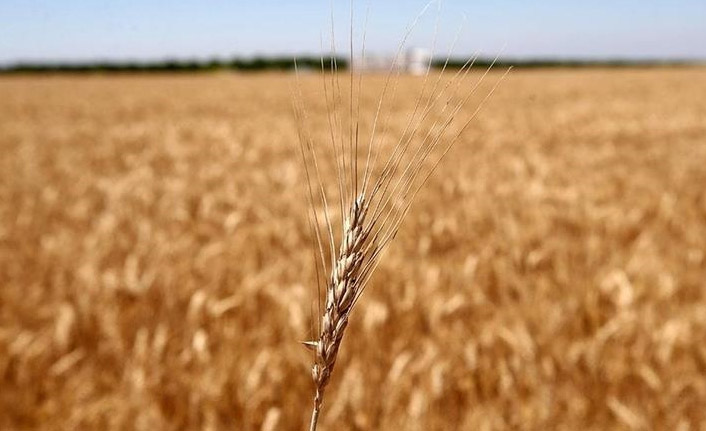 Tahıl koridoru ile buğday fiyatlarının düşmesi bekleniyor