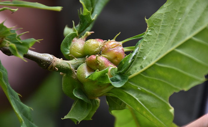 Trabzon'un kestane ormanlarında gal arısı mücadelesi