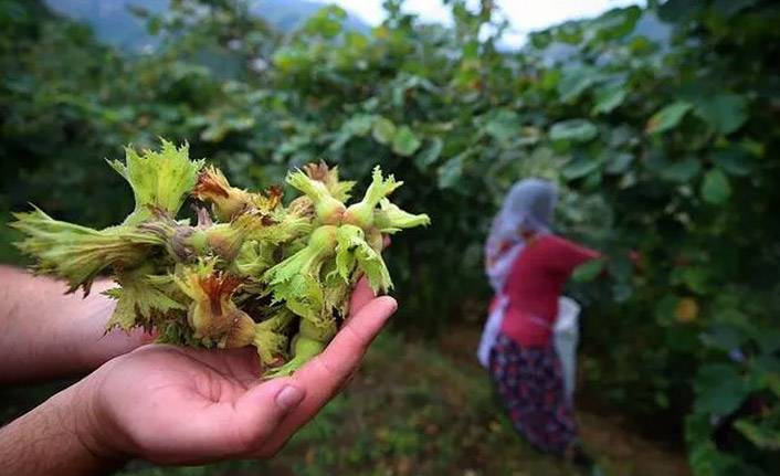 Trabzon’da fındık toplama tarihleri belli oldu