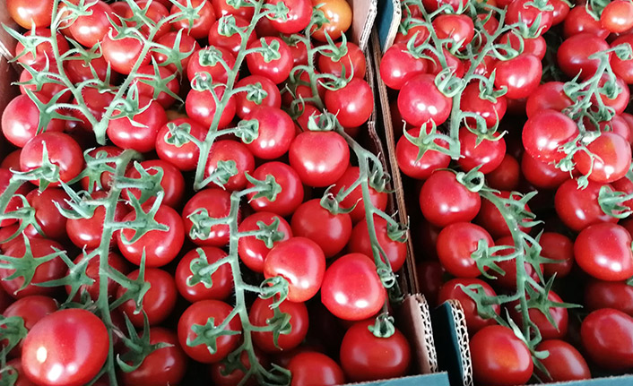 Trabzon’da Melikköy domatesine büyük talep! Lezzeti damakta kalıyor