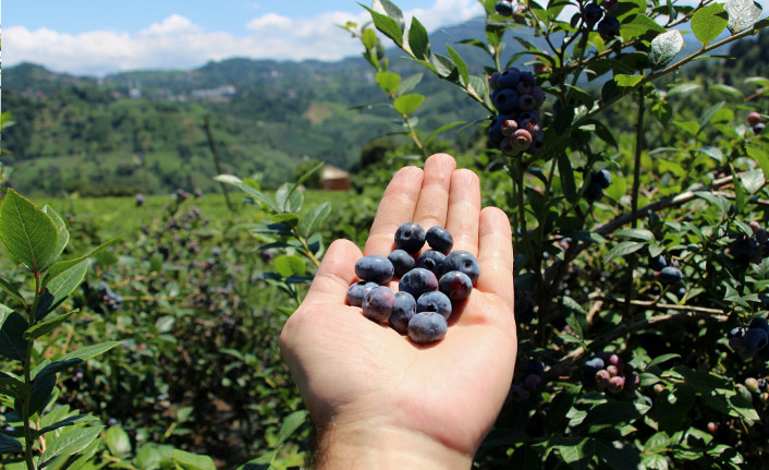 Çay bahçesine mavi yemiş dikti yılda 300 bin TL kazanıyor
