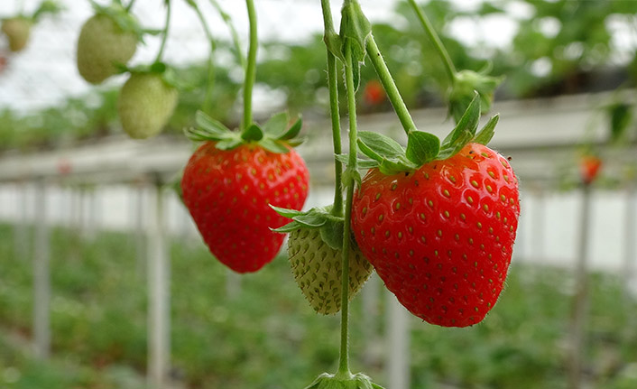 Hobi olarak başladıkları topraksız tarım onları meslek sahibi yaptı