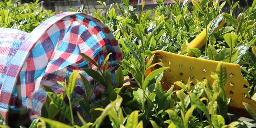 ÇAYKUR "İmparatorların çayı" alımına devam ediyor