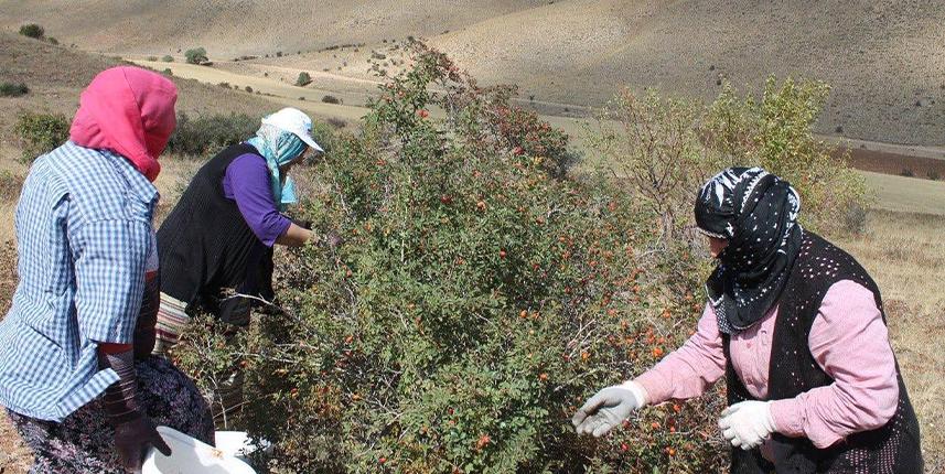 Bin derde deva kuşburnunun zor mesaisi başladı