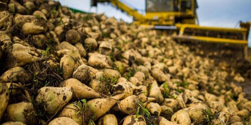 Şeker pancarının alım fiyatı ne kadar? Yüzde 245 artış