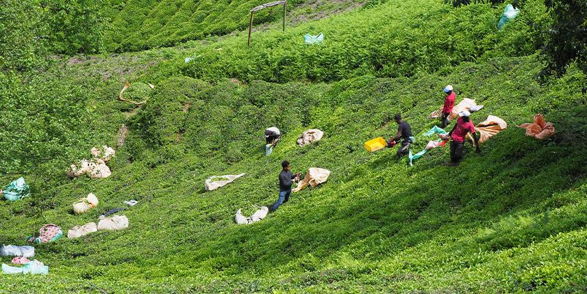 Karadeniz'de yağışlar azaldı, çayda rekolte düştü