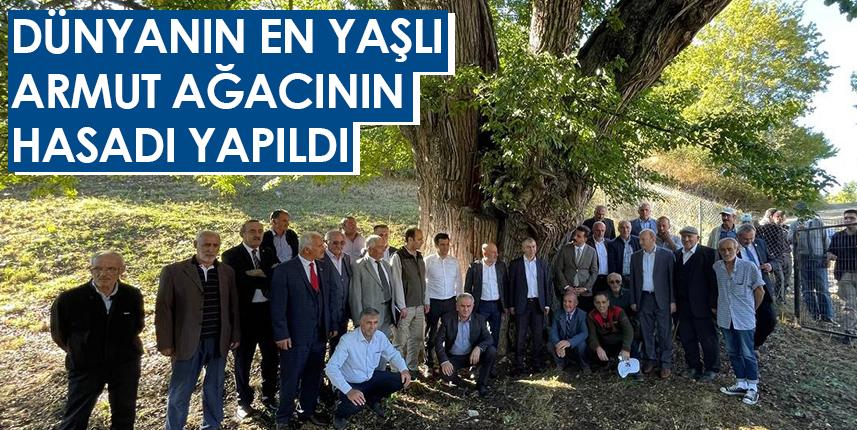 Artvinde bulunan dünyanın en yaşlı armut ağacının meyve hasadı yapıldı