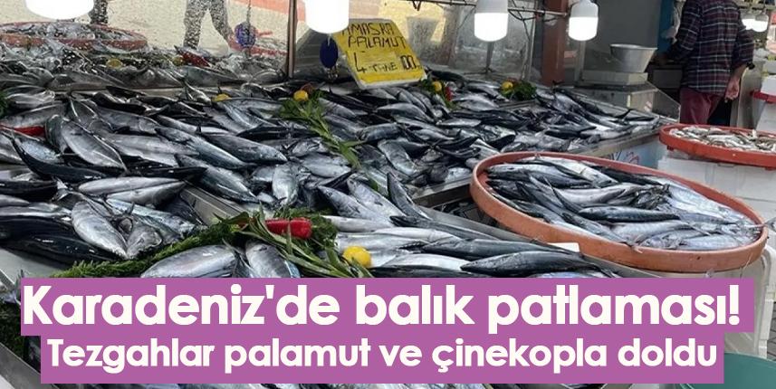 Karadeniz'de balık patlaması! Tezgahlar palamut ve çinekopla doldu