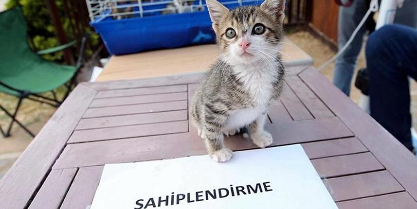 e-Devlet'ten hayvan sahiplendirme uygulaması!