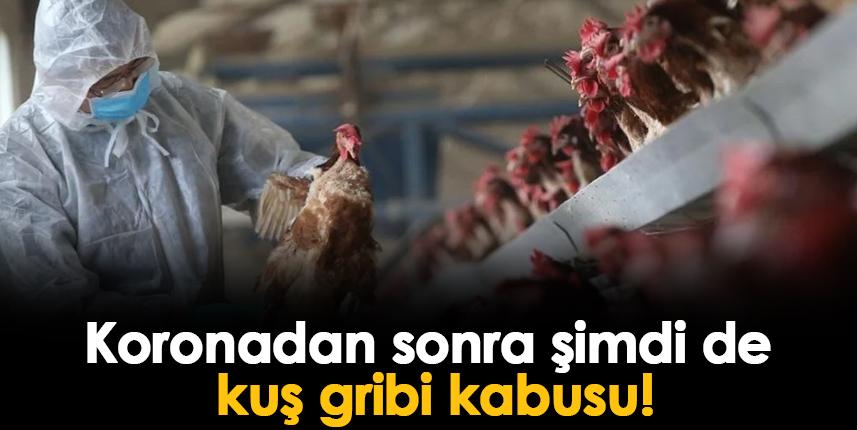 Koronadan sonra şimdi de kuş gribi! Son bir yılda 48 milyon kümes..