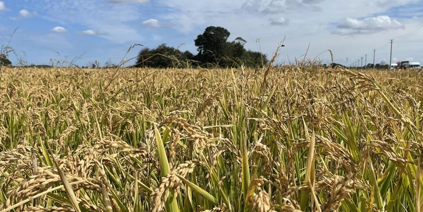 Çeltik alım fiyatları ton başına 1000 lira artırıldı