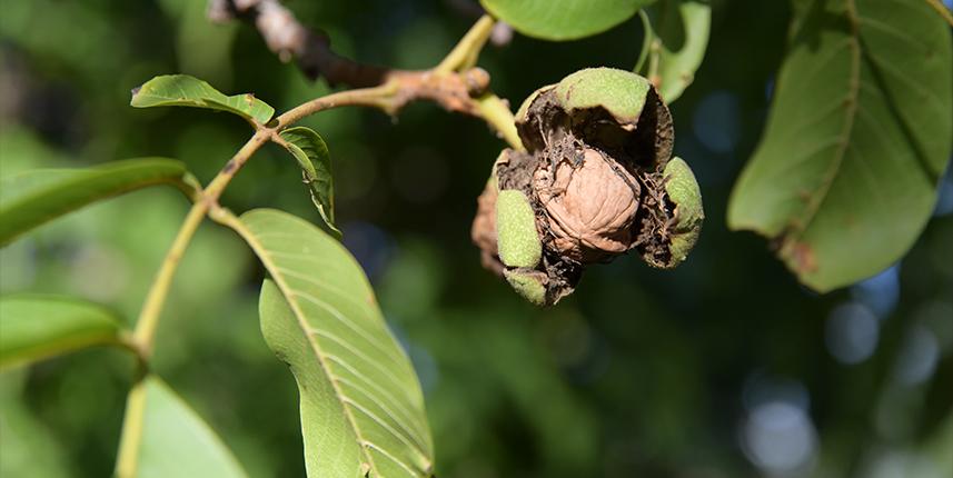 Hasat başladı! En çok Trabzon'a satıyorlar