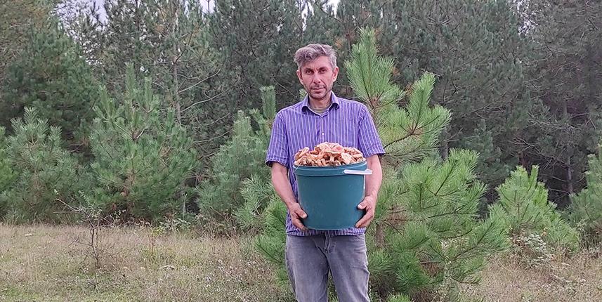 Ormanlık alanda yetişen kanlıca mantarı vatandaşların geçim kaynağı oldu