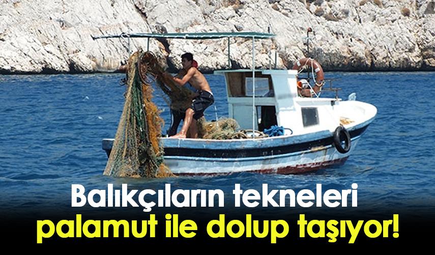 Balıkçıların tekneleri palamut ile dolup taşıyor!