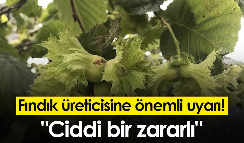 Fındık üreticisine önemli uyarı! "Ciddi bir zararlı"