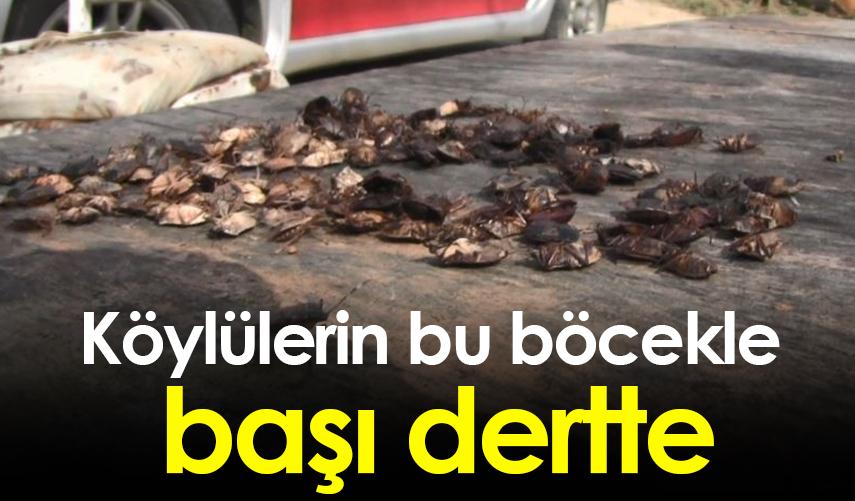 Köylülerin bu böcekle başı dertte