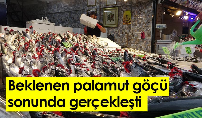 Beklenen palamut göçü sonunda gerçekleşti