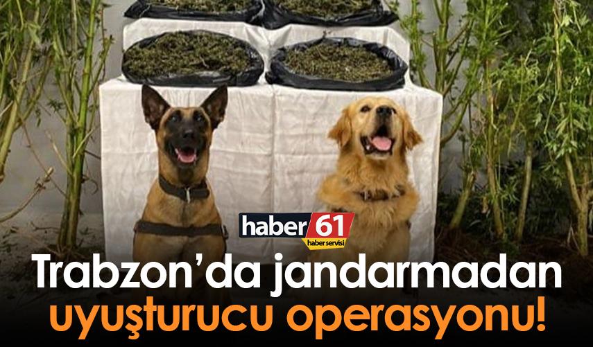 Trabzon’da jandarmadan uyuşturucu operasyonu! - 19 Ekim 2022