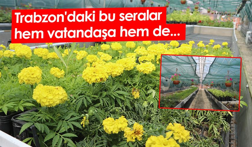 Trabzon'daki bu seralar hem vatandaşa hem de...