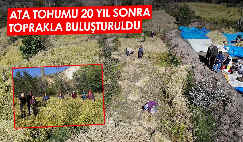 Artvin'de ata tohumu 20 yıl sonra toprakla buluştu