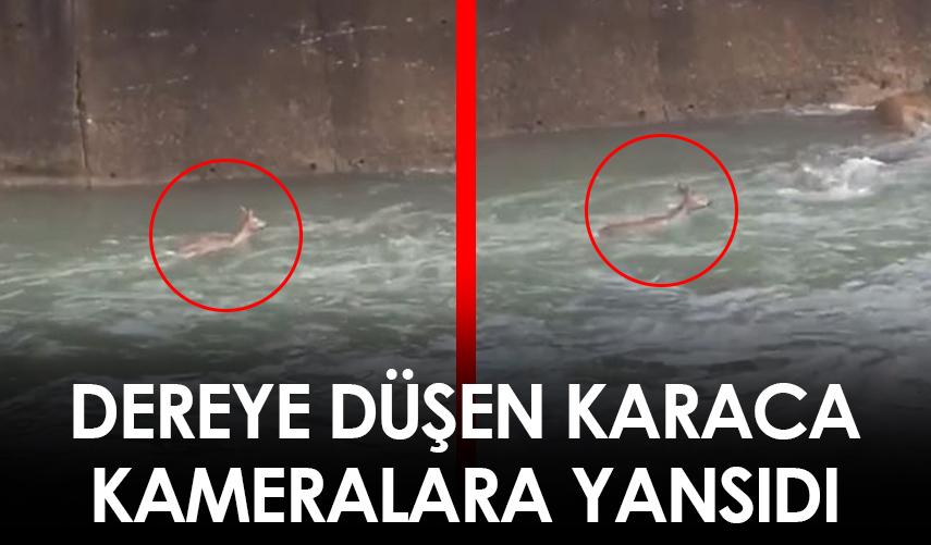 Artvin’de dereye düşen karaca görüntülendi