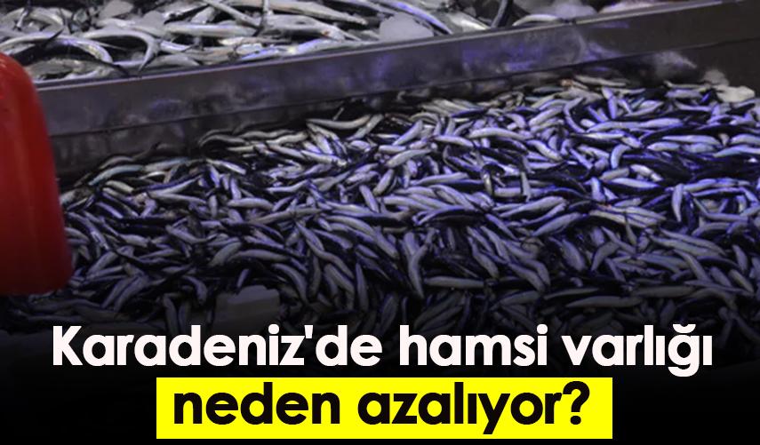Karadeniz'de hamsi varlığı neden azalıyor?