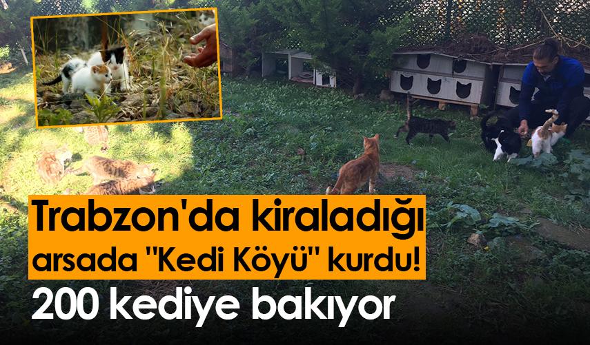 Trabzon'da kiraladığı arsada "Kedi Köyü" kurdu! 200 kediye bakıyor