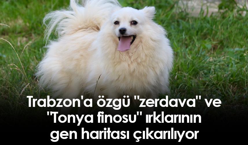 Trabzon'a özgü "zerdava" ve "Tonya finosu" ırklarının gen haritası çıkarılıyor