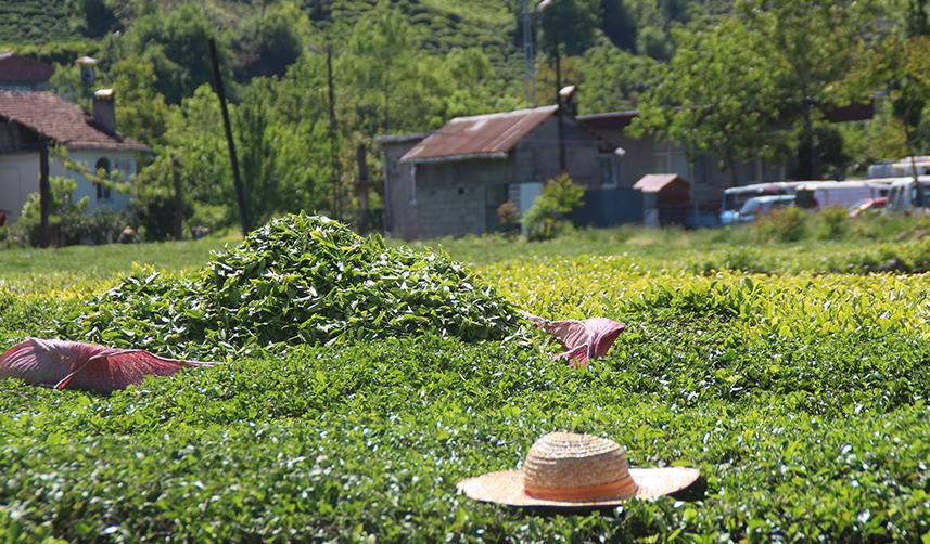 Doğu Karadeniz'in çay tarımından elde ettiği gelir belli oldu!