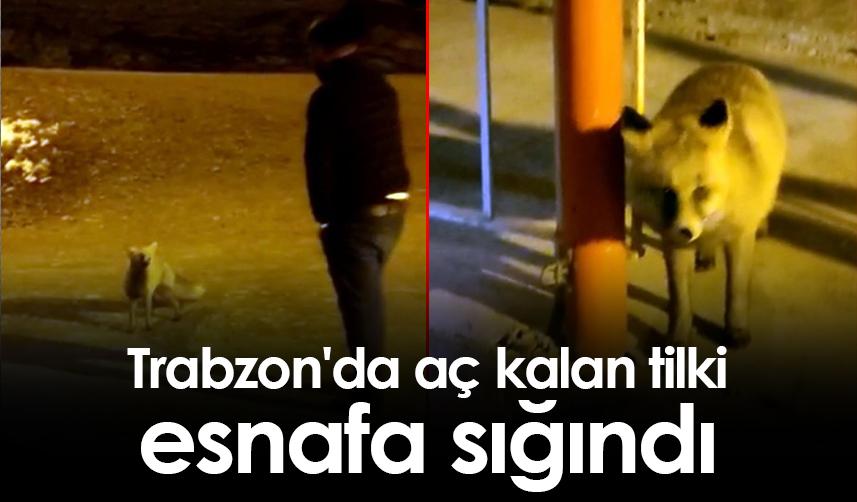 Trabzon'da aç kalan tilki esnafa sığındı