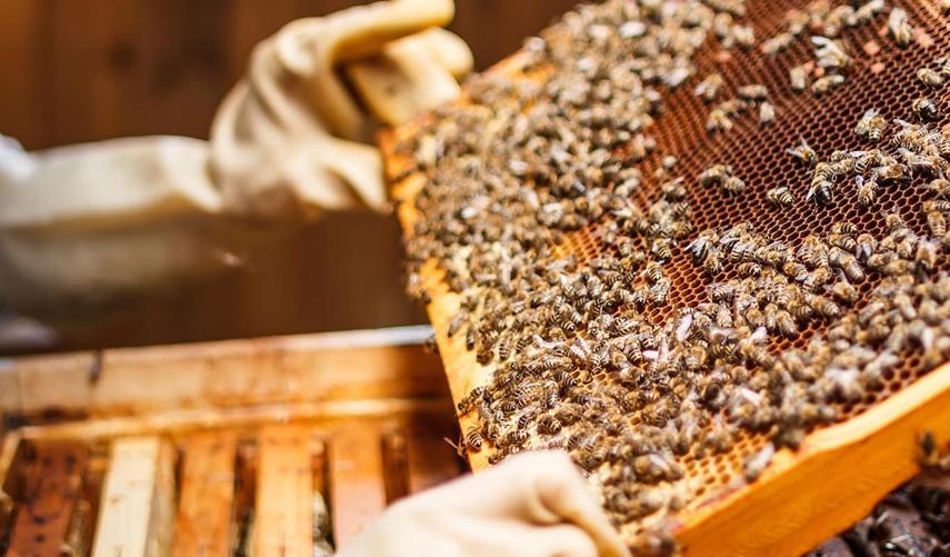 Ordulu arıcılar bu sezon 18 bin ton bal topladı